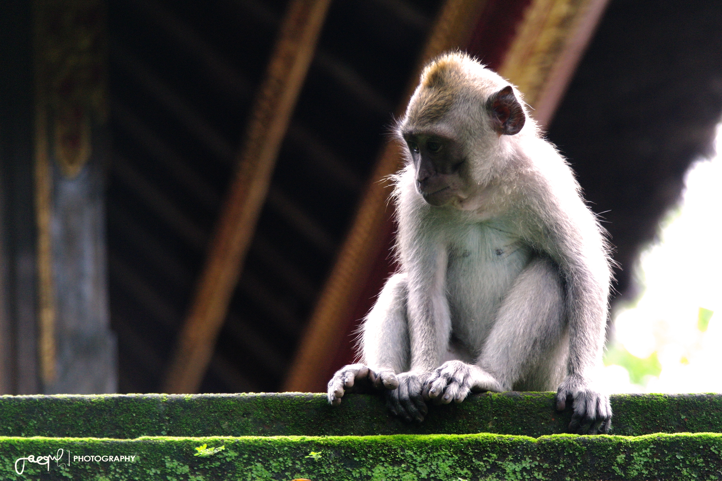  In 2013 I got the opportunity to travel to Indonesia. This photograph was taken in the monkey forest in Ubud, Bali.&nbsp; 